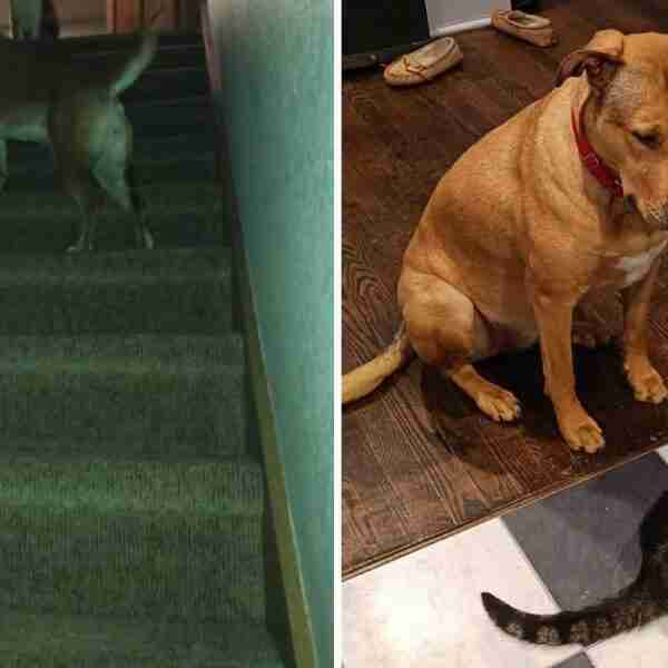 17 gatos descarados que creen que son dueños de todo en casa