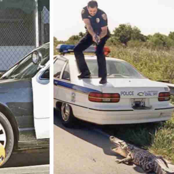 20 Divertidas pilladas de policías que prueban que ellos también cometen errores