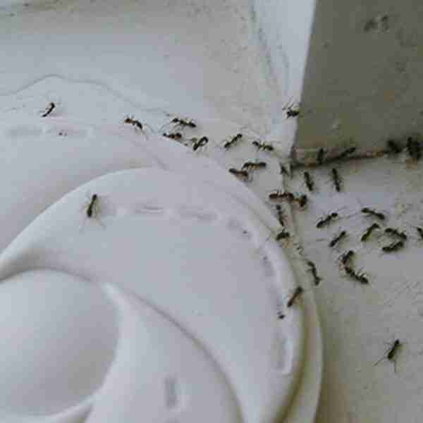 3 Pasos para eliminar las Hormigas de tu casa usando un sólo ingrediente