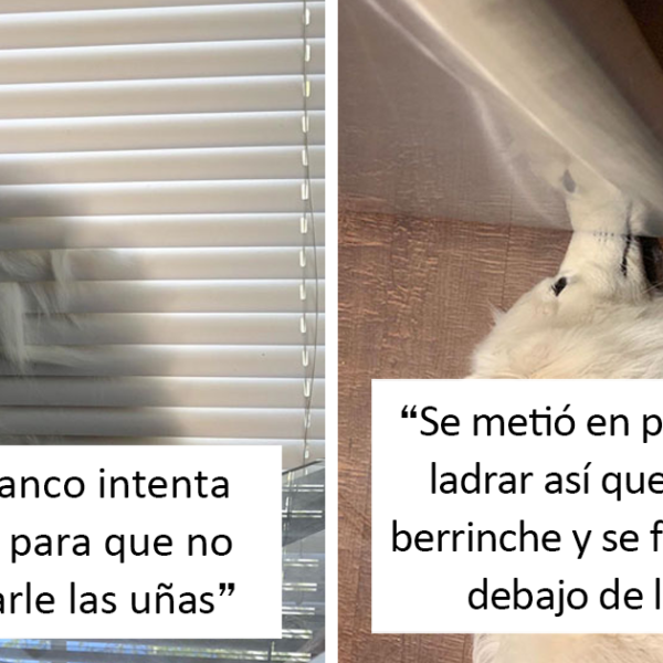 40 Mascotas jugando al escondite, pero no mucho