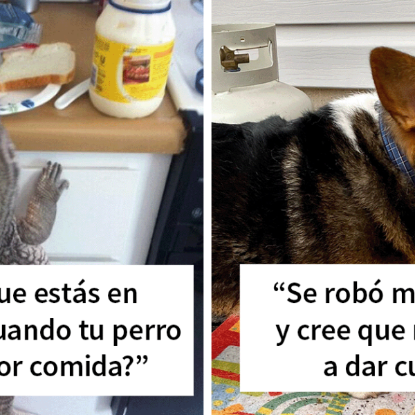 40 Mascotas ladronas pilladas in fraganti robando comida (nuevas fotos)