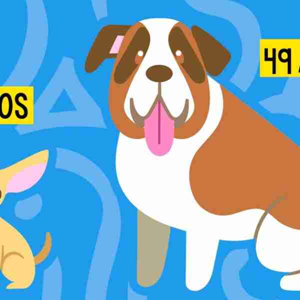 5 Trucos que deberías saber sobre la edad que se le pone a los perros