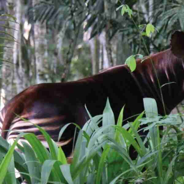 5 extraordinarios animales africanos que seguramente no conocías