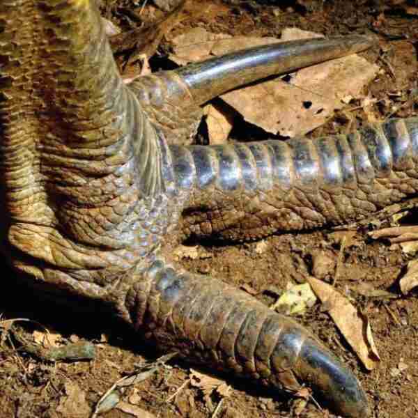 Así es el ave más peligrosa del mundo que recuerda a un velociraptor