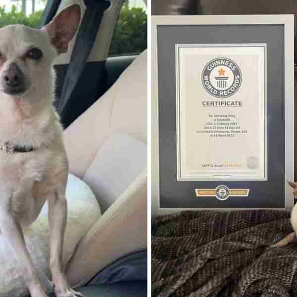 Chihuahua de 21 años se convirtió en el perro “más viejo del mundo”. Mantiene su forma con vegetales