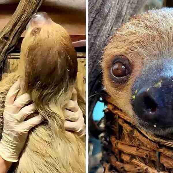 Cuidadora de zoológico se hizo amiga de un perezoso que adora ser acurrucado por ella todos los días