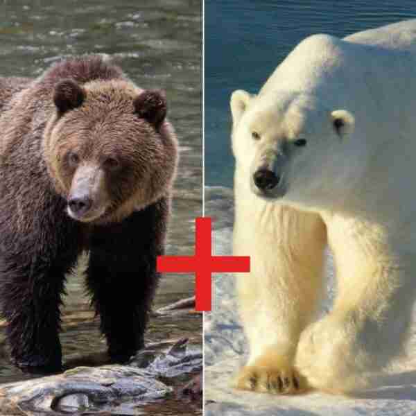 El grolar, la nueva especie de oso híbrido provocada por el cambio climático