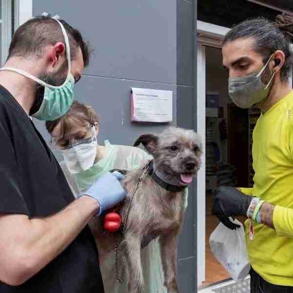 En Colombia habilitarán su primer hospital público para animales de compañía