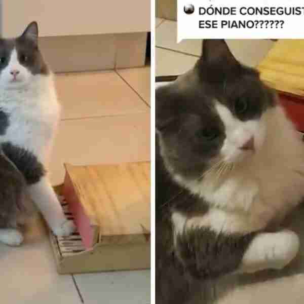 Gatito se ha vuelto famoso en TikTok por tocar el piano como todo un músico. Aprecian su talento