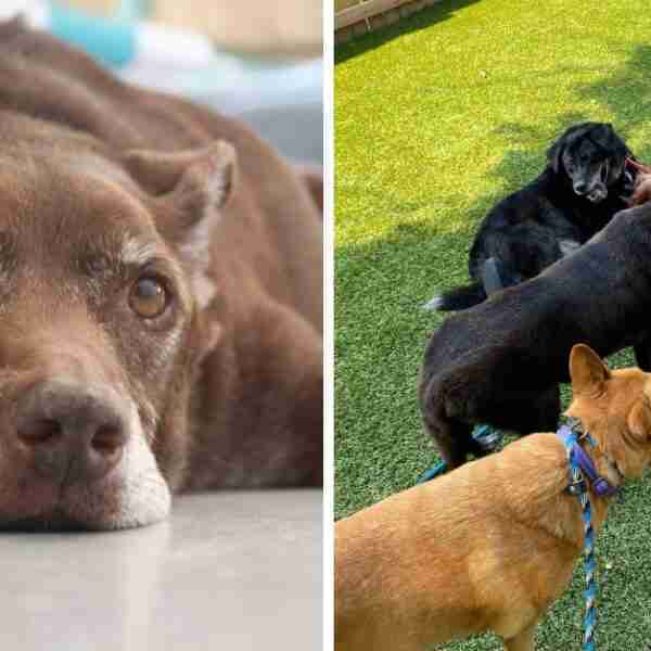 Hombre abre asilo para perros ancianos que han sido abandonados