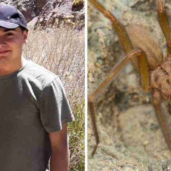 Joven de 16 años descubrió nueva especie de araña y la bautizaron en su honor: “Me sentí muy contento”