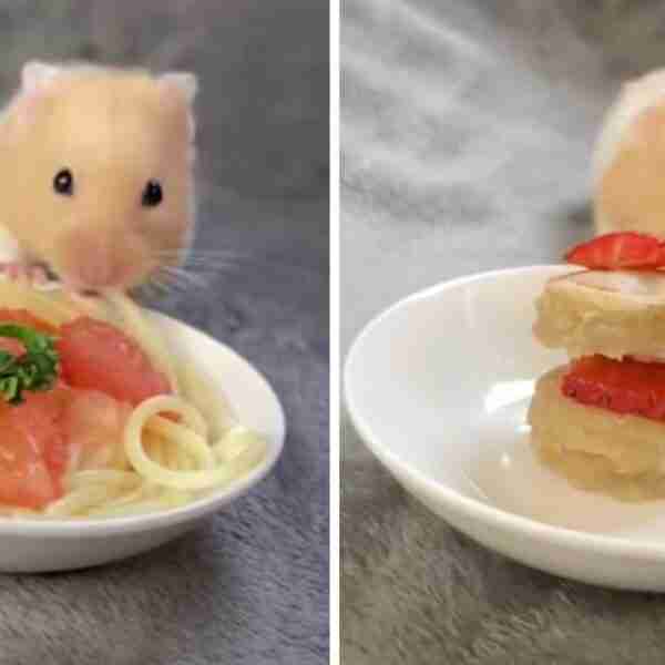 Joven le prepara platos gourmet miniatura a su hámster para que pruebe. Lo ha vuelto famoso en TikTok
