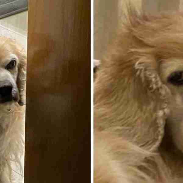 “Juro que sí me quiere”: Mujer mostró a su cocker con cara de enojado en Twitter y se hizo famoso