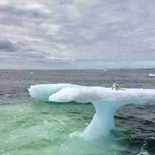 «La foca»: Unos pescadores la confunden creando el fenómeno viral del momento