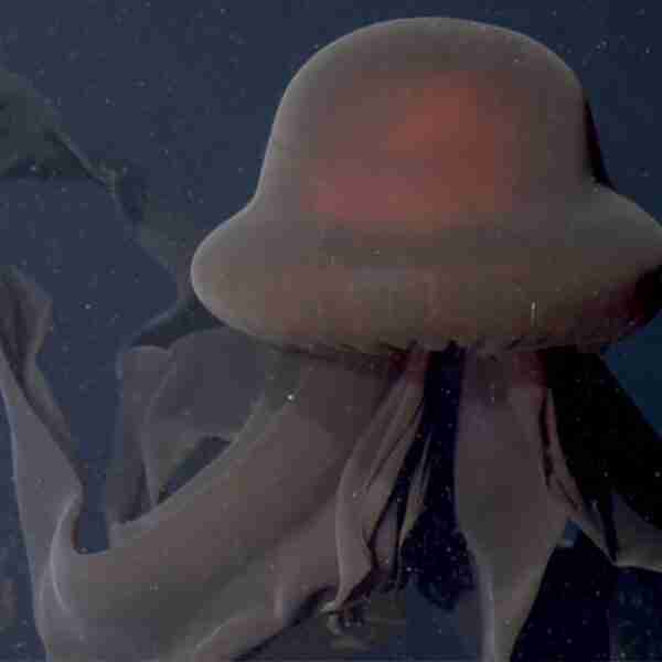 La impactante “medusa fantasma gigante” atrapando a su presa con sus tentáculos de 10 m