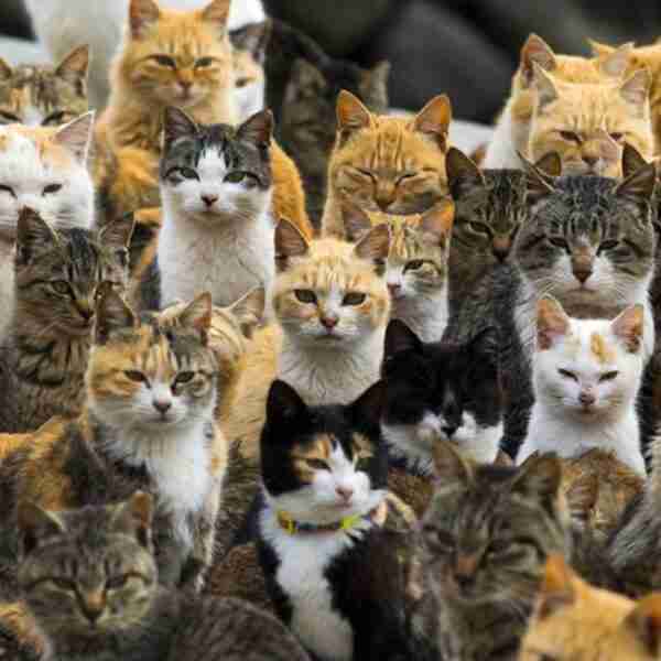 La isla de Los Gatos y otros lugares que los animales conquistaron para ellos