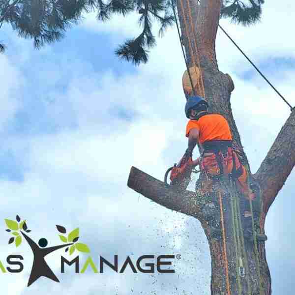 Las ventajas de podar los árboles en primavera, por PODAS MANAGE