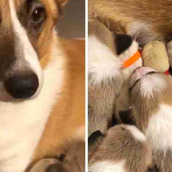 Mamá corgi amamantó a labradores huérfanos y los cuidó como si fueran suyos: “Fue bastante mágico”