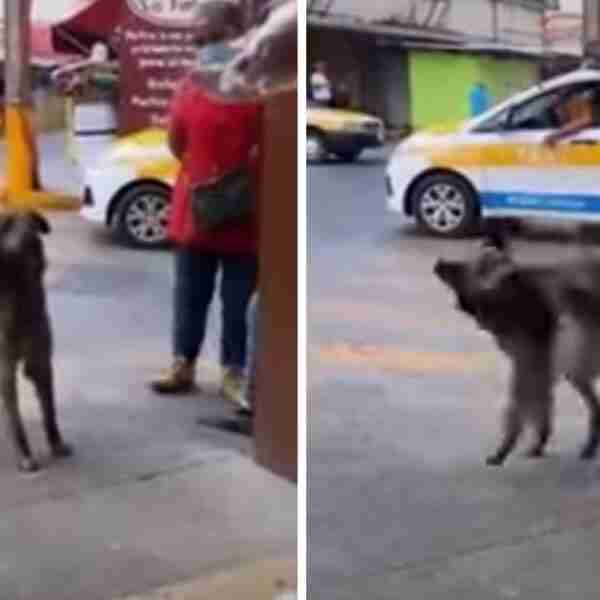 Perrito aprendió a hacer un truco para que le regalen pan en una tienda. Gira cuando le ordenan