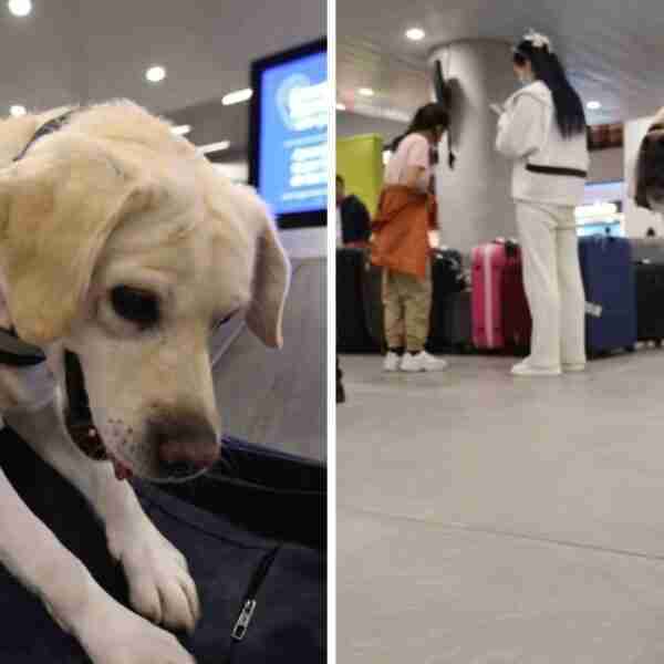 Perrito policía con 8 años de trabajo dio su olfateadas finales antes de retirarse. Le agradecieron