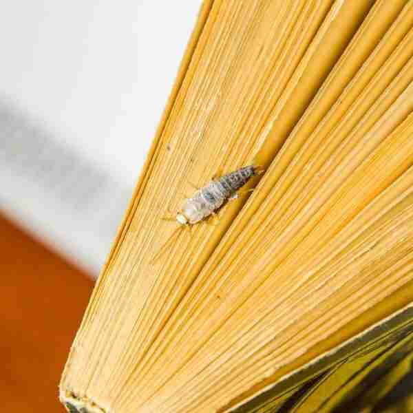 Rentokil Initial: Los insectos, esos grandes lectores