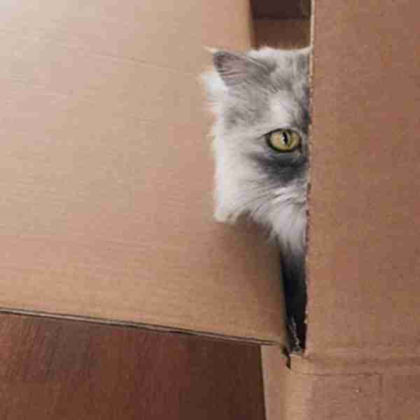 Un chico se viraliza al publicar unas fotos de su gato que han revolucionado las redes