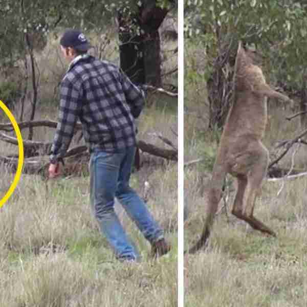 Un hombre se viraliza al dar un puñetazo a un canguro que estaba estrangulando a su perro