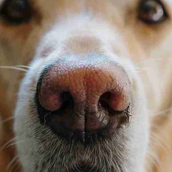 Una app permite encontrar perros perdidos con el escáner de su nariz (esta es su ‘huella dactilar’)