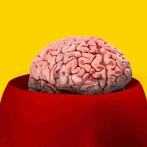 ¿Por qué el cerebro se encogió hace 3000 años? Las hormigas podrían darnos la respuesta