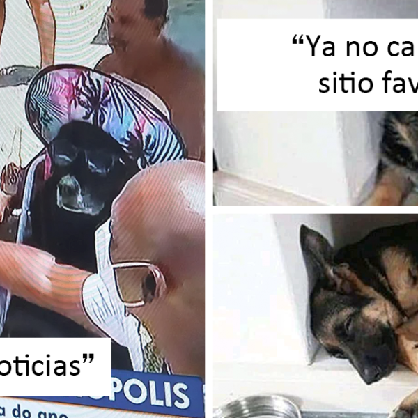 «¿Qué le pasa a tu perro?»: La gente publica imágenes de sus perros «malfuncionando» (40 nuevas fotos)