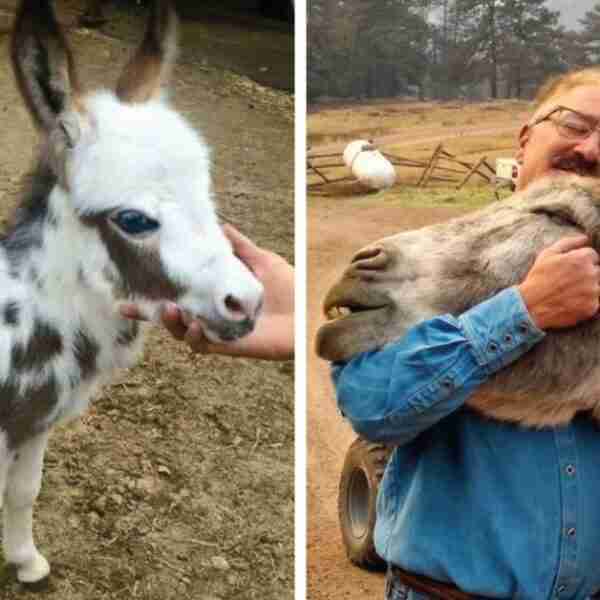 13 fotos de asnos que compiten por ser el animal más lindo y tierno del año