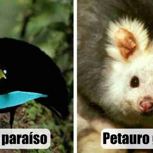 14 especies de animales recién descubiertas que prueban que aún hay mucho por explorar