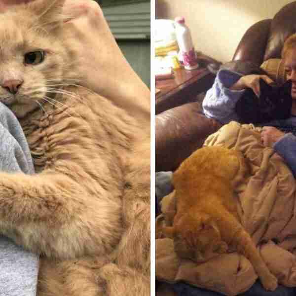 15 fotografías que muestran la mejor y mas tierna faceta de los gatos