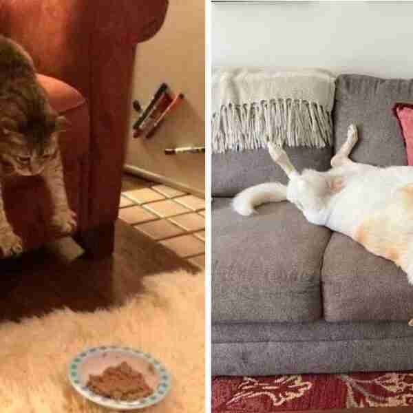 16 animales que son perezosos a nivel profesional