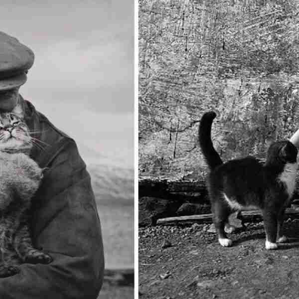 16 fotos antiguas de gatitos que son completamente adorables