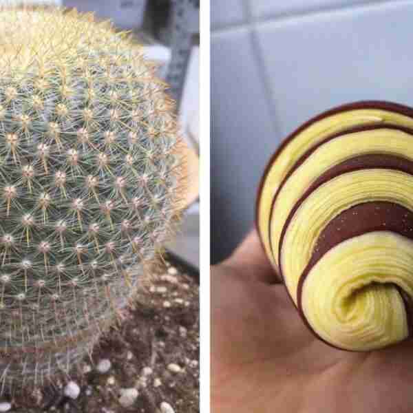 16 imágenes que son un deleite visual para los perfeccionistas