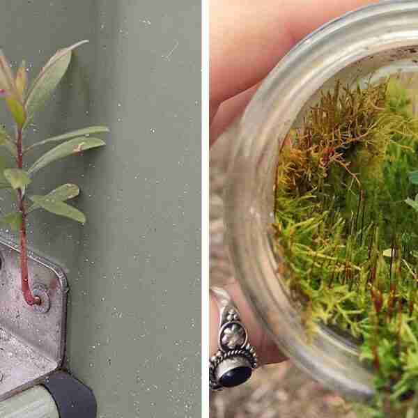 17 pruebas de que la naturaleza es la auténtica dueña del planeta y nosotros los invitados