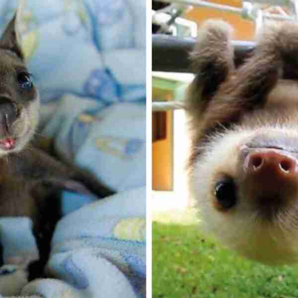 18 animales bebés que te harán morir de ternura
