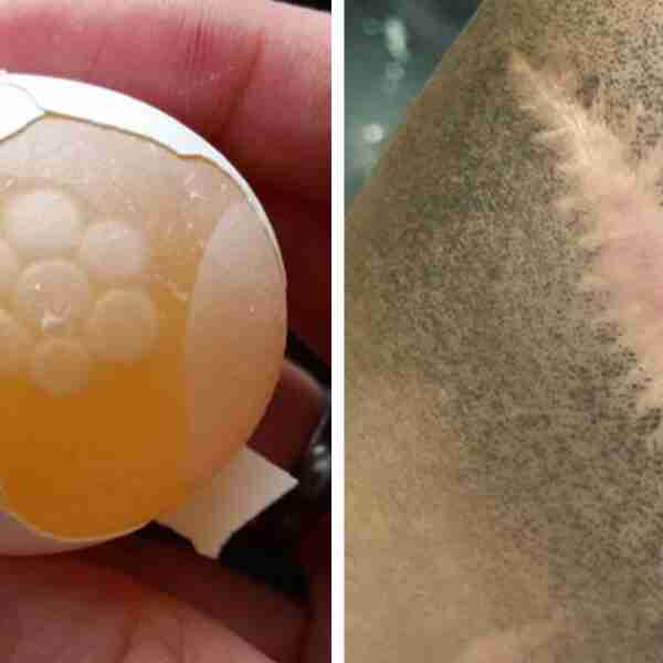 19 cosas comunes como nunca los habías visto antes