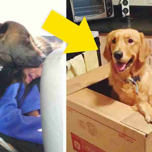 21 Imágenes que muestran por qué deberías estar más agradecido a tu mascota