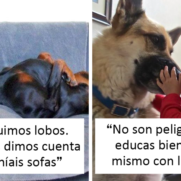 25 Tuits que demuestran que los perros son realmente los mejores amigos del hombre, compartidos por esta cuenta de Twitter
