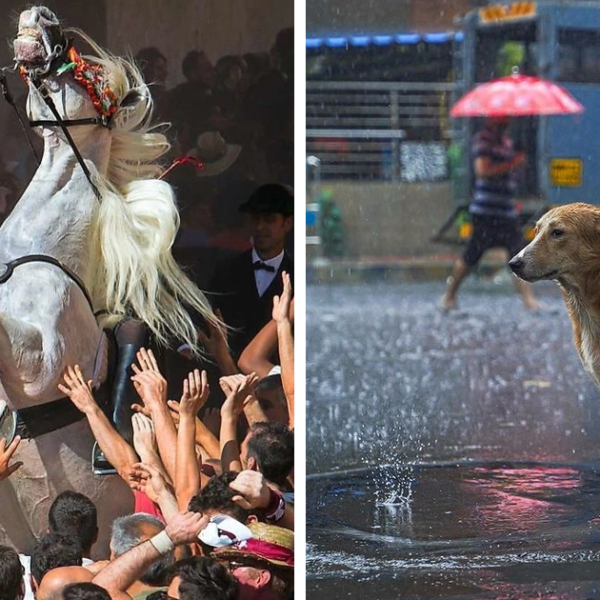 30 Impresionantes fotos de animales compartidas por la revista Decisive Moments