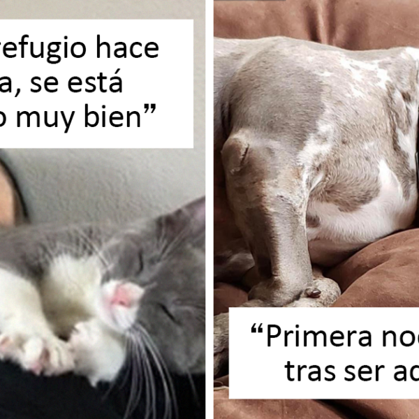 40 Adorables mascotas que encontraron su hogar definitivo este mes de abril