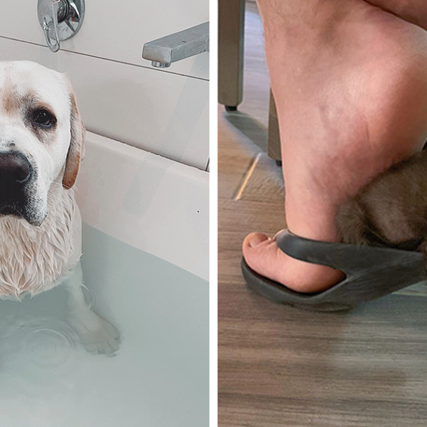 40 Divertidas mascotas que no conocen los límites del espacio personal