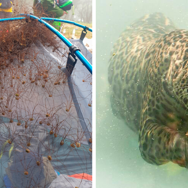 40 Veces que la madre naturaleza nos ha dado mucho miedo (ADVERTENCIA: esta lista puede ser demasiado aterradora)