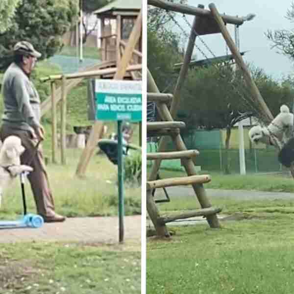 Abuelito llevó a su perro al parque y lo subió a los juegos infantiles. Lo hacia jugar como un niño