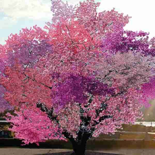 Este árbol produce 40 variedades de fruta, lo conocen como Frankenstein