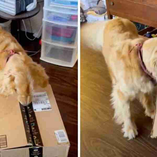 Golden retriever no dejó de mover su cola cuando conoció a su hermanito adoptivo. Estaba emocionado