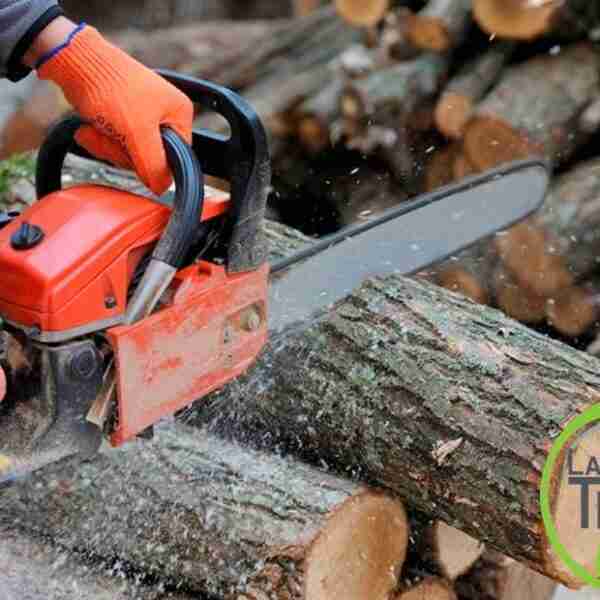 Las mejores técnicas para talar árboles, por LA TIERRA JARDINERÍA