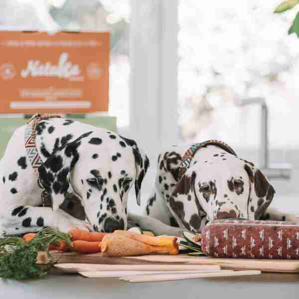 Natuka lleva el concepto ‘realfooding’ al mundo de las mascotas con menús personalizados a domicilio